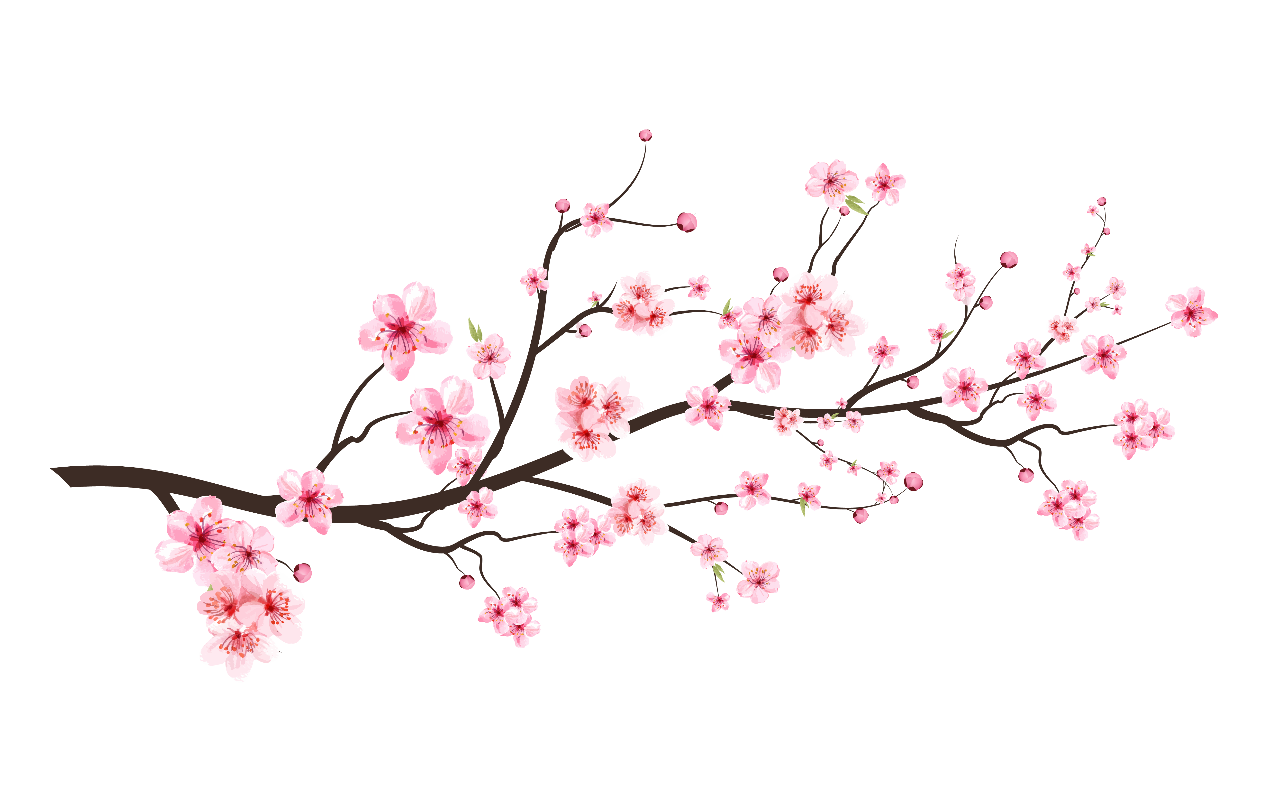 cherry-blossom